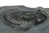 Detailed Thysanopeltis Trilobite - Top Quality Specimen #300549-3